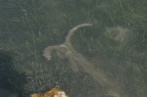 2012 SUMMER